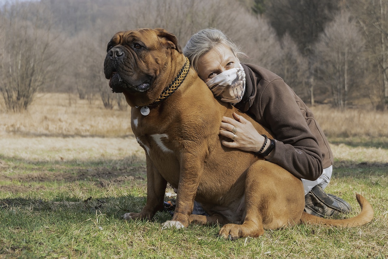 french-mastiff-5971211_1280